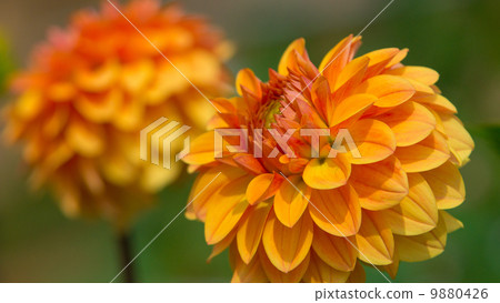 大麗花16:9 大麗花16:9 9880426