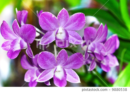 Beautiful purple orchid 9880538