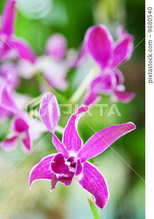 Beautiful purple orchid 9880540