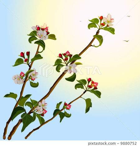 Branch apple tree with flowers Branch apple tree with flowers 9880752