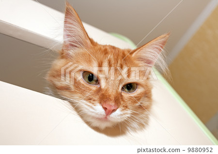 Red cat 9880952