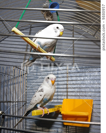 Wavy parrot in a cage 9880957