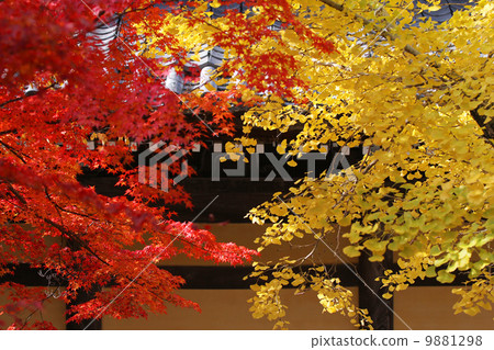 Maple and ginkgo 9881298
