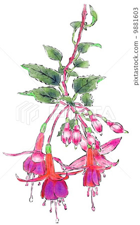 Fuchsia 9881603
