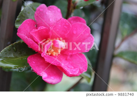 Camellia Camellia 9881740
