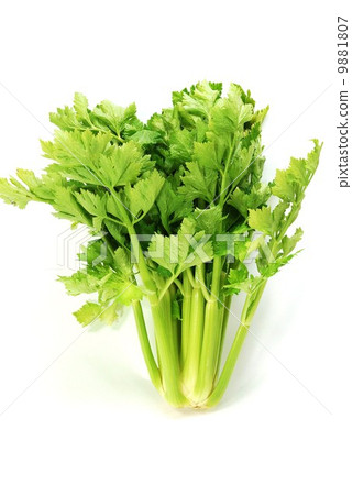 清淡的蔬菜·芹菜1股直立·白背垂直位置 9881807