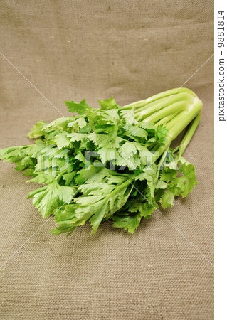 清淡的蔬菜·芹菜1庫存·Azabu袋背垂直位置從葉尖 9881814