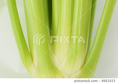 Light vegetables · celery 1 share root up · white back lateral position vertical Light vegetables · celery 1 share root up · white back lateral position vertical 9881815