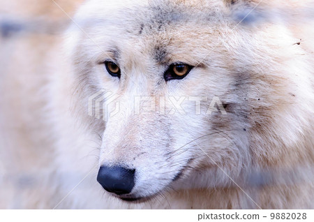 Wolf in ZOO in Vienna. Photo 9882028