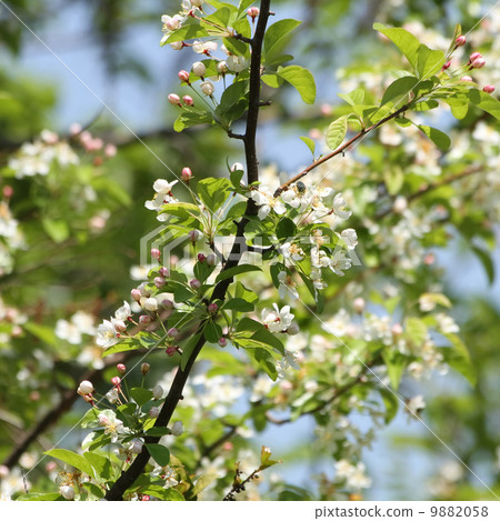 珠美海棠 9882058