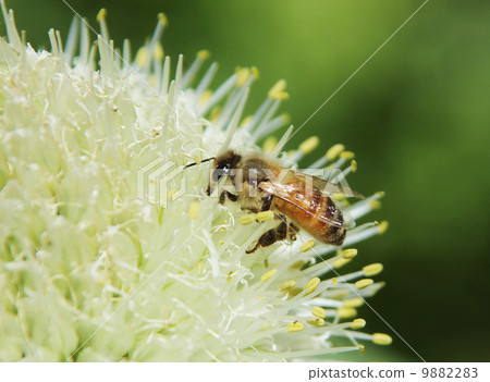 Honeybee and clover Honeybee and clover 9882283