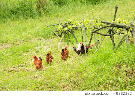 Free chicken 9882382