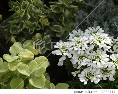 Iberis and Helichrysum 9882454