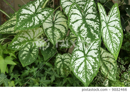 Karadayamu Karadayamu 9882466