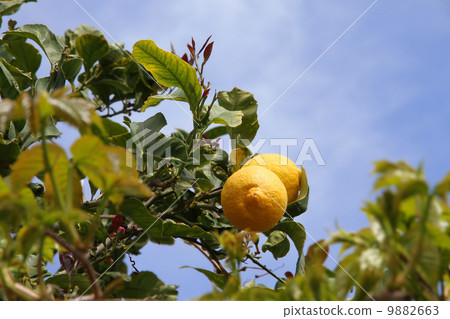 lemon tree detail 9882663