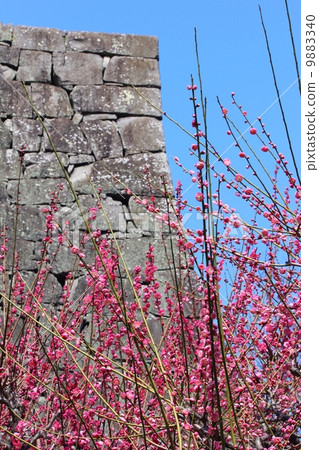 熊本城堡Musha歸來和紅梅 9883340