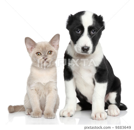 Kitten and puppy together 9883649