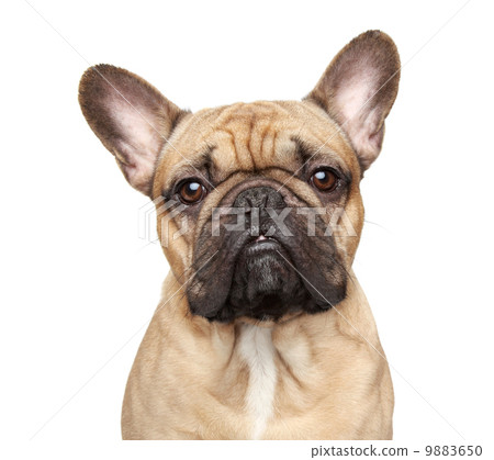 French bulldog portrait 9883650