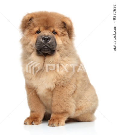 Chow-chow puppy 9883682