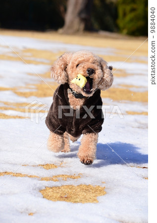 Remaining snow♪ 9884040