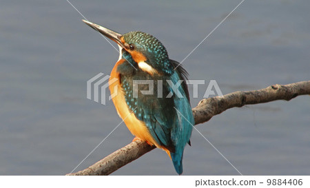 Kingfisher 9884406