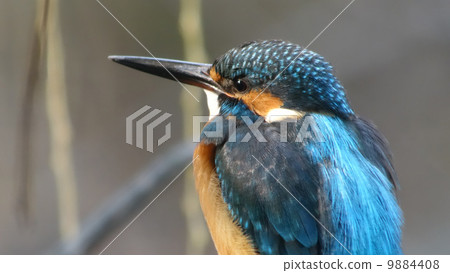 Kingfisher Kingfisher 9884408