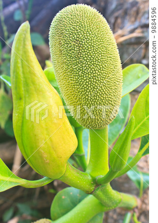 jackfruit 9884596