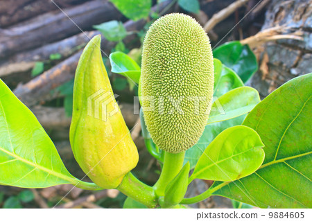 jackfruit 9884605