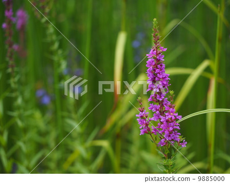 Ezomisohagi Ezomisohagi 9885000