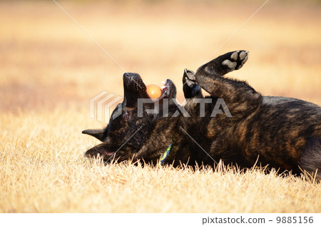 太好了！ 9885156