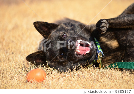 我逃跑了♪ 9885157