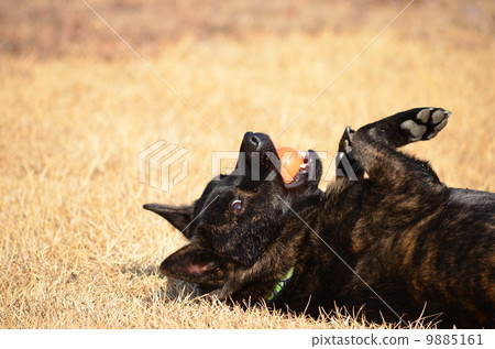 The sun is warm♪ 9885161