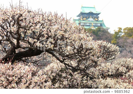 White plum in Osaka Castle plum garden in full bloom 9885362
