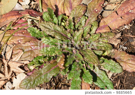 Rosette ~ Helen Rosette ~ Helen 9885665