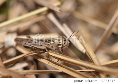 Tsushimi Nago 9885847