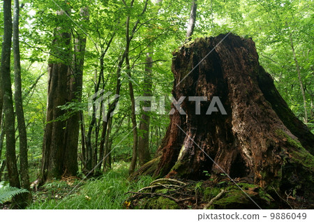 Native forest landscape (Roots) 9886049