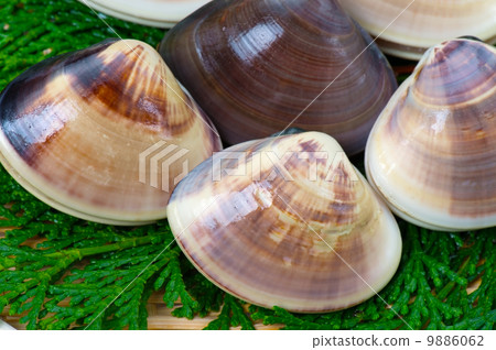 Magnolia clavia - Meretrix lamarckii 9886062