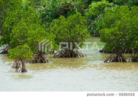 Shimajiri紅樹林 -  Rizophora mucronata 9886088