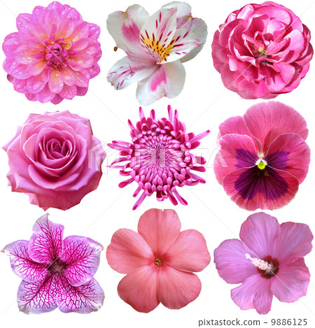 Set of Pink Flowers Isolated on White 9886125