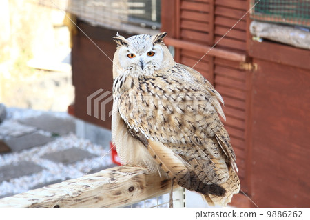 蚯蚓貓頭鷹貓頭鷹猛禽西伯利亞鷹眼豆豆種子Cibillicus 9886262