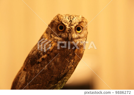 Earthworm Owl Owl Prey Raptor European Conch Hazuk Chicks 9886272