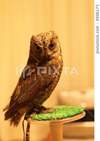 Earthworm Owl Owl Prey Raptor European Conch Hazuk Chicks 9886273
