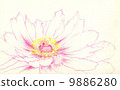 Peony 9886280