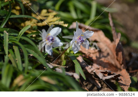 Spring Fairy Setsubun Spring Fairy Setsubun 9886524