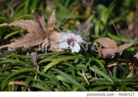 Dead leaves and Setsubashi grass Dead leaves and Setsubashi grass 9886525