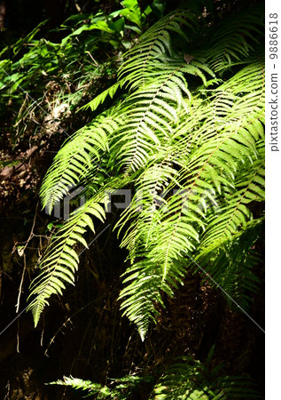 Fern leaves shining in the sun 9886618