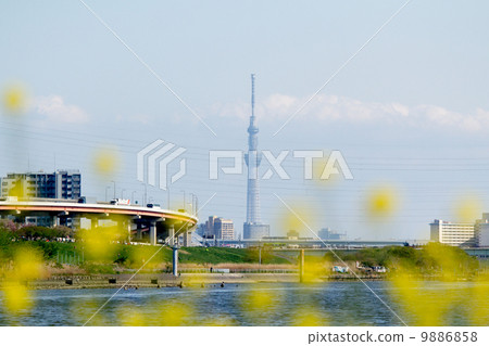 東京天空樹俯瞰荒川的油菜花 東京天空樹俯瞰荒川的油菜花 9886858