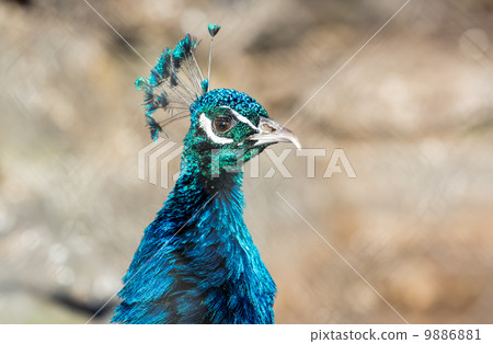 Peacock closeup Peacock closeup 9886881