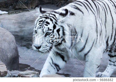 White Benagal tiger White Benagal tiger 9886882