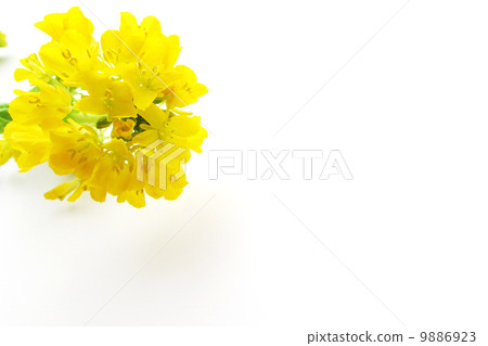 春天黃色油菜花 9886923